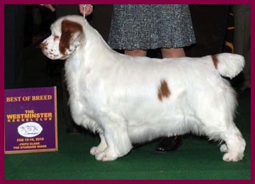 Clussexx hot sale clumber spaniels